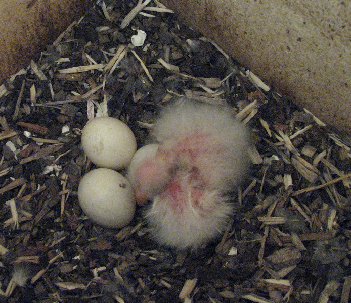 2 eastern rosella chicks